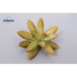Sedum Nusbaumerianum Cutflower Wincx-5cm
