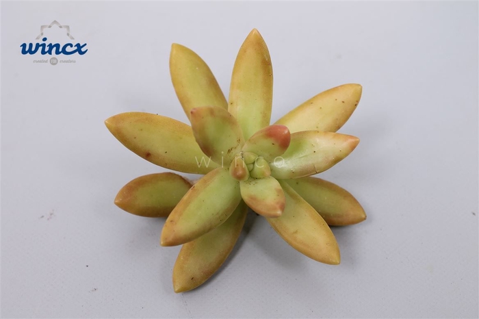 <h4>Sedum Nusbaumerianum Cutflower Wincx-5cm</h4>