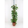Philodendron Scandens P24