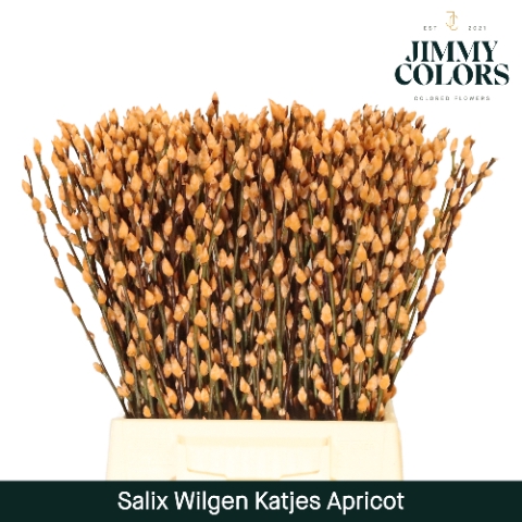 <h4>Salix Katjes L50 Klbh. Apricot</h4>