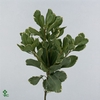 Leaf pittosporum ilan