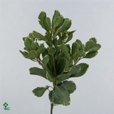 <h4>Leaf pittosporum ilan</h4>