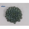 Echeveria Rundelli Cutflower Wincx-10cm