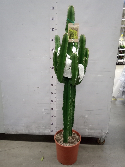 <h4>Euphorbia candelabrum</h4>