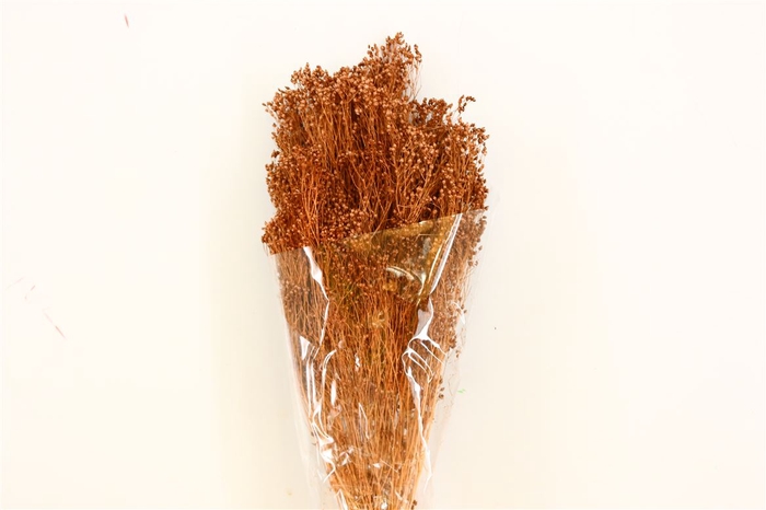 Dried Brooms Brown Bunch