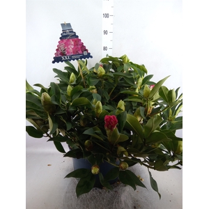 Rhododendron  'Rhodo XXL'
