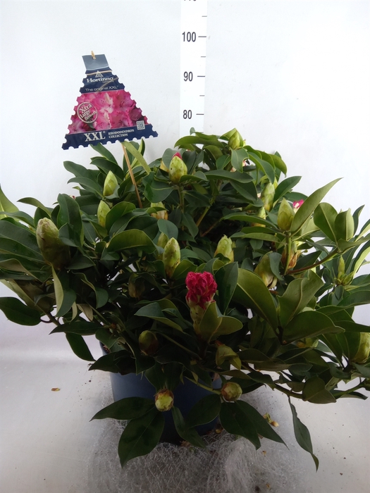<h4>Rhododendron  'Rhodo XXL'</h4>