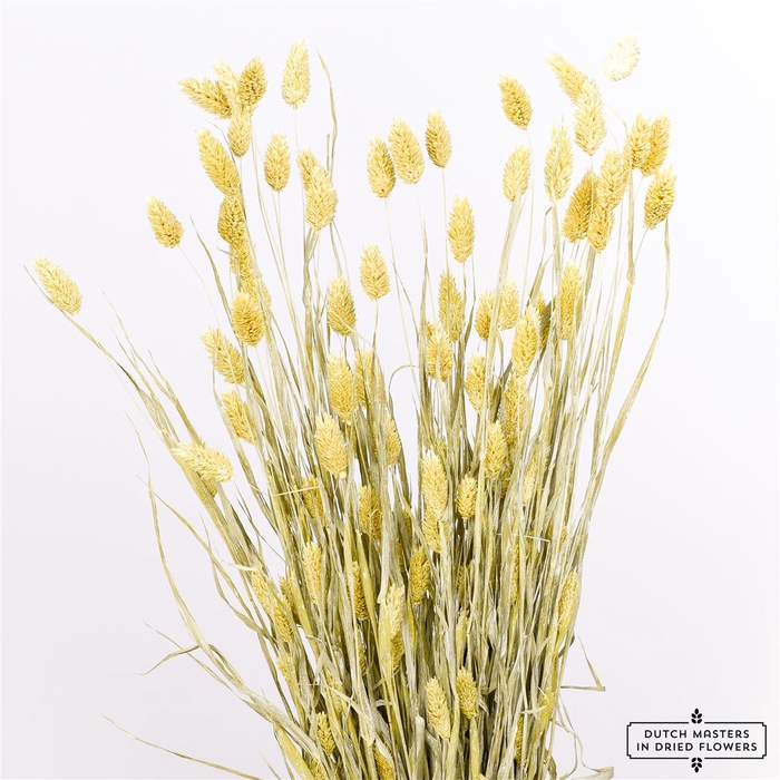 <h4>Dried Phalaris Frosted Yellow Bunch</h4>