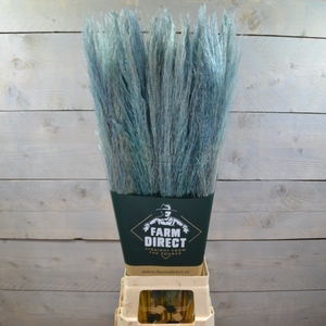 PAMPAS BABY BLUE DRIED