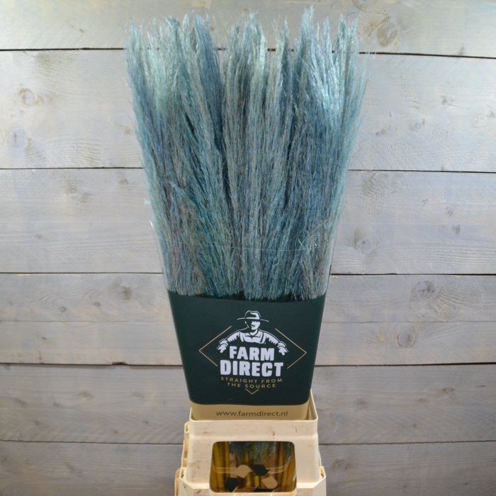 PAMPAS BABY BLUE DRIED
