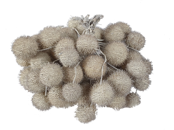 <h4>Small ball per bunch in poly white</h4>
