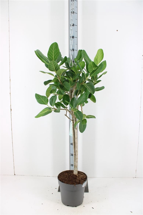 <h4>Ficus Benghalensis Audrey P24</h4>