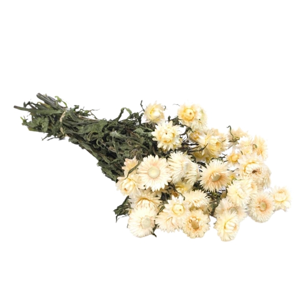 <h4>Droogbloemen - Helichrysum White</h4>