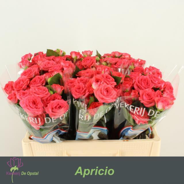 <h4>Rosa sp apricio</h4>