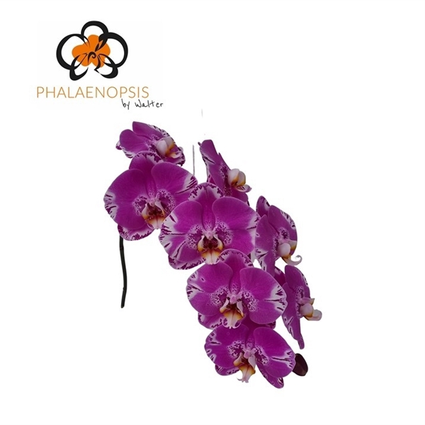 <h4>Phalaenopsis victorio (per stem)</h4>
