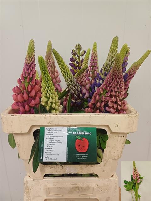 <h4>Lupinus mix in bucket</h4>
