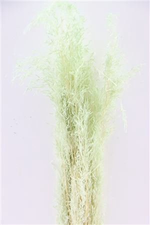 <h4>Dried Munni Grass Mint Green Bunch</h4>