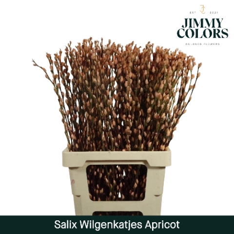 <h4>Salix paint pussy willow apricot</h4>