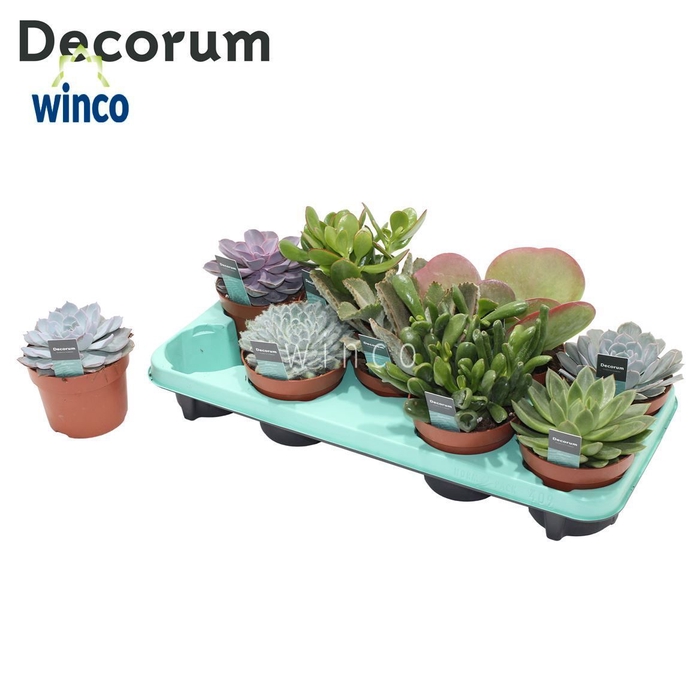 <h4>Succulenten Mix (9spc.) (decorum) Decorum+Steker</h4>