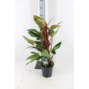 Philodendron Red Emerald P19