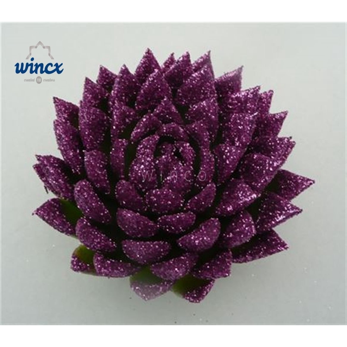 <h4>Echeveria Agavoides Glitter Purple Cutflower Wincx</h4>