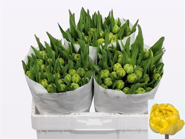 <h4>Tulipa do yellow pompenette</h4>