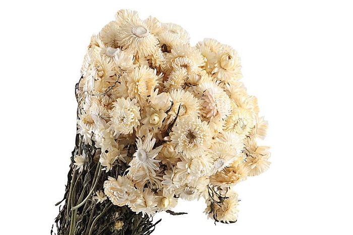 <h4>Helichrysum White</h4>