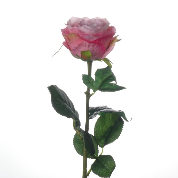 <h4>Af Rosa L70cm Roze</h4>