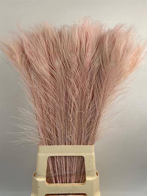 Dried Bleached Peacock Feathers Light Pink