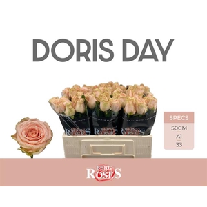 Rosa la doris day