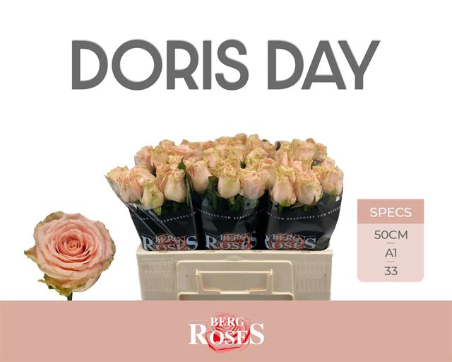 <h4>Rosa la doris day</h4>