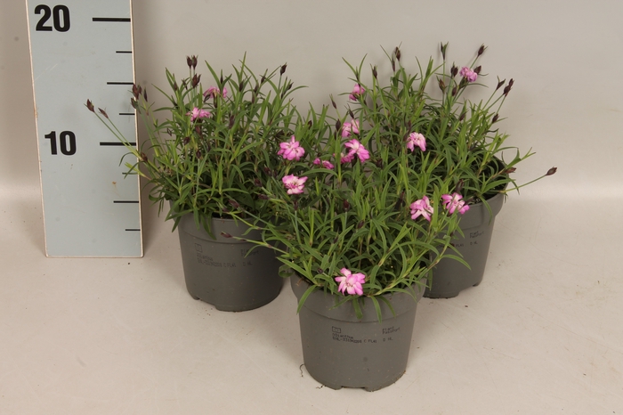 <h4>Dianthus caryophyllus Moutain Pink PomPom</h4>