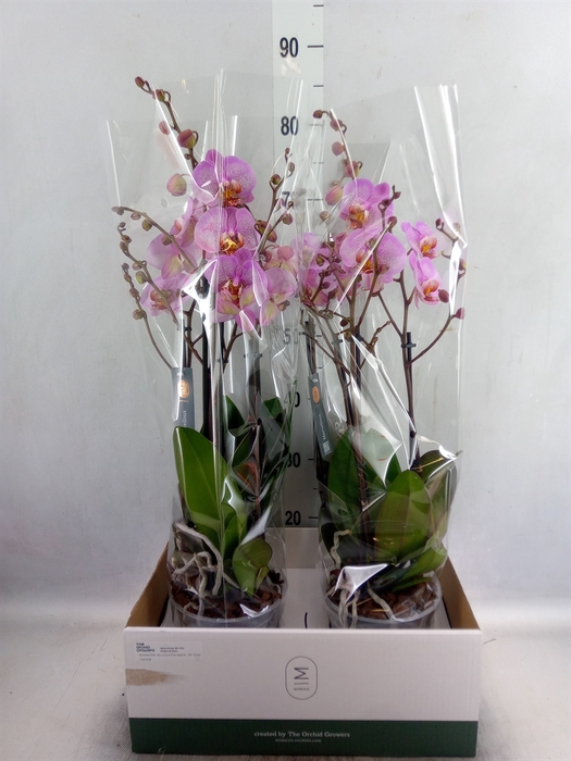 <h4>Phalaenopsis  'Marvellous Pink Sp'</h4>