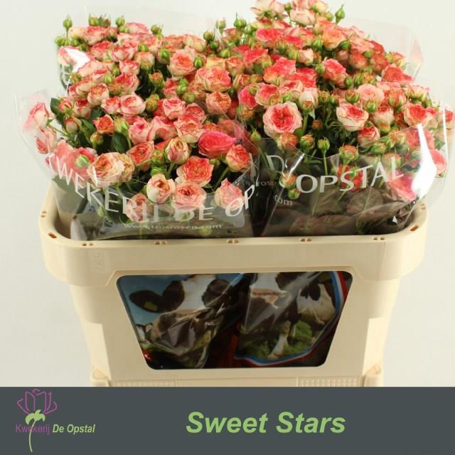 <h4>Rosa sp sweet stars</h4>