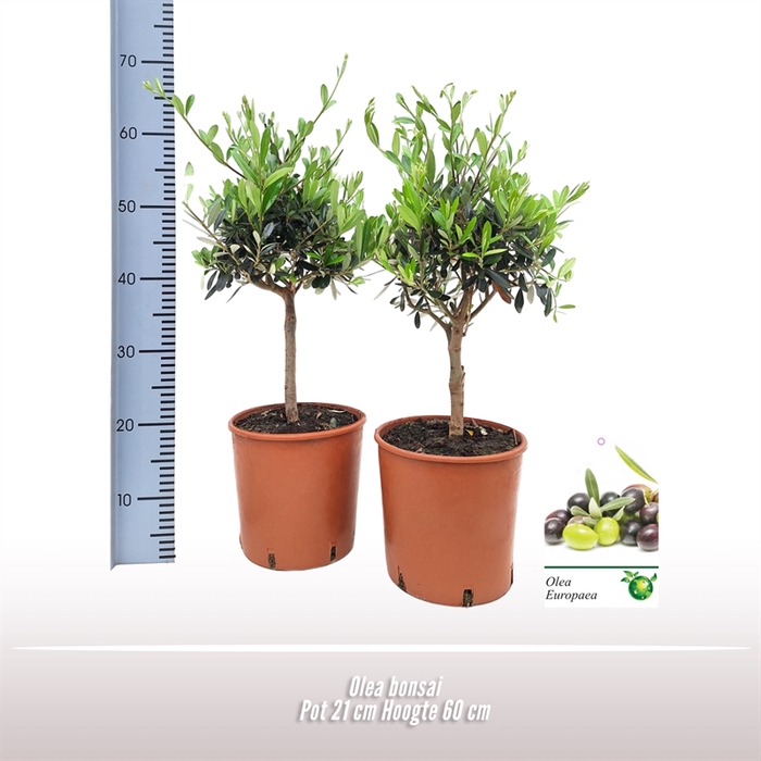 <h4>Olea bonsai</h4>