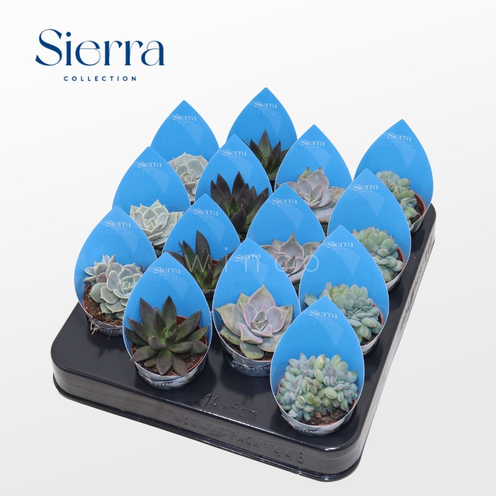 Echeveria Mix (4spc.) (sierra) Sierra Coll. Potcover