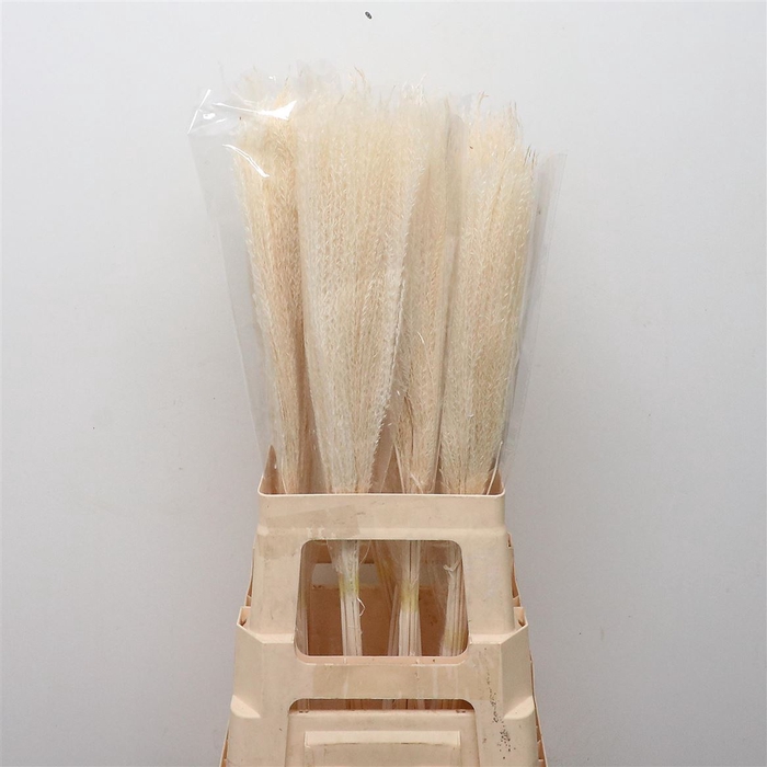 Dried Bleached Miscanthus P Stem
