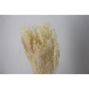 DRIED BROOMS BLEACHED 200GR