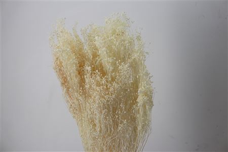 DRIED BROOMS BLEACHED 200GR