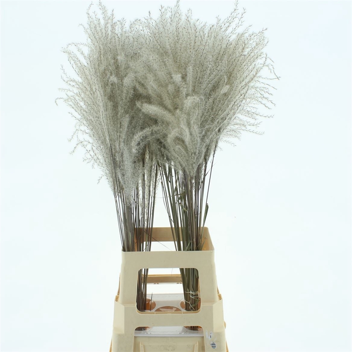 Dried Stipa Feather Natural (fijn)