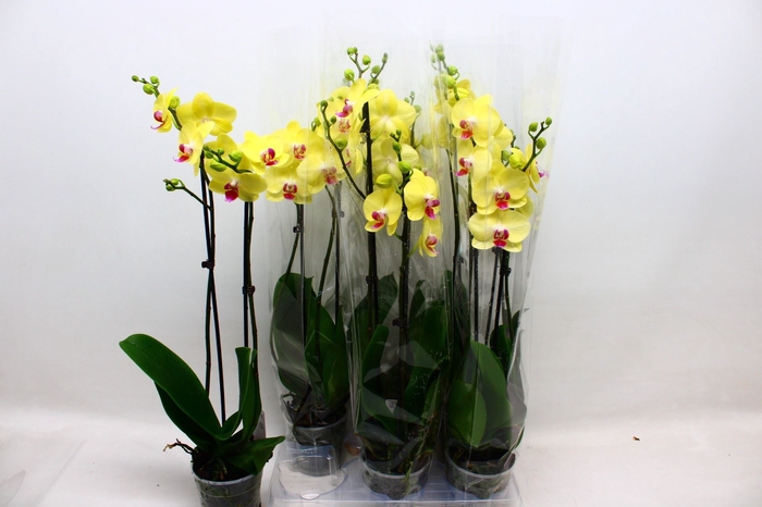 <h4>Phalaenopsis Floriclone Limelight</h4>