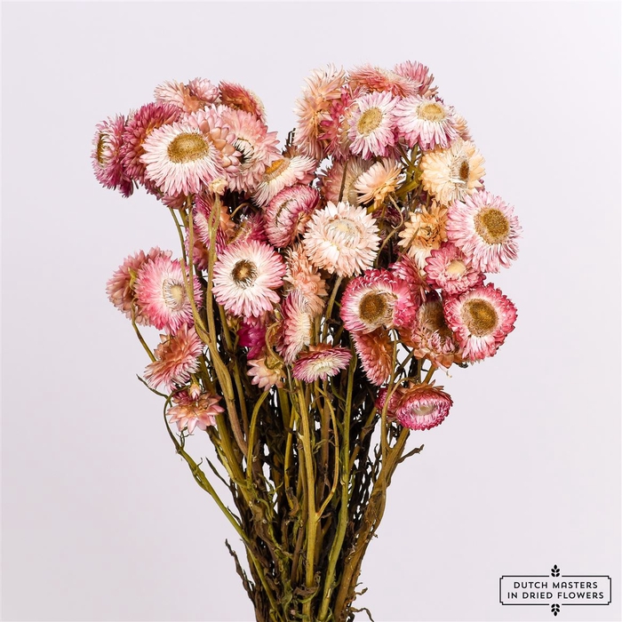 <h4>Dried Helichrysum Violet Bunch</h4>