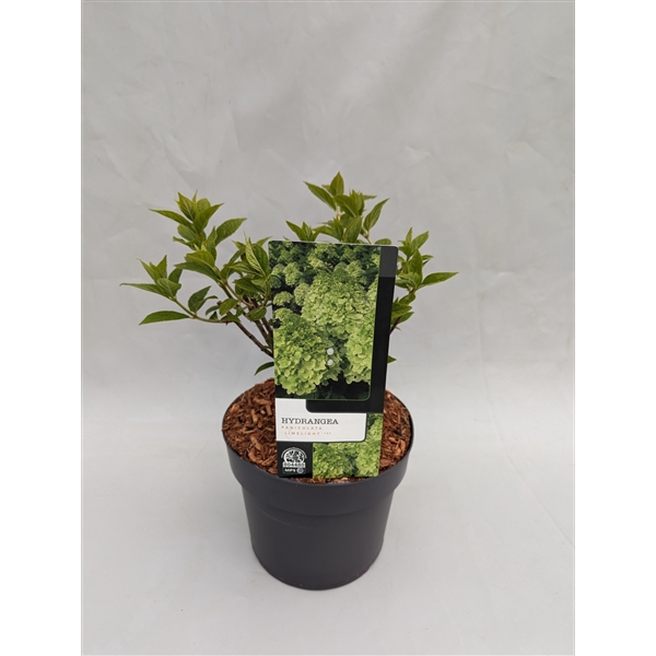 <h4>Hydrangea Paniculata 'Limelight' 19 cm</h4>