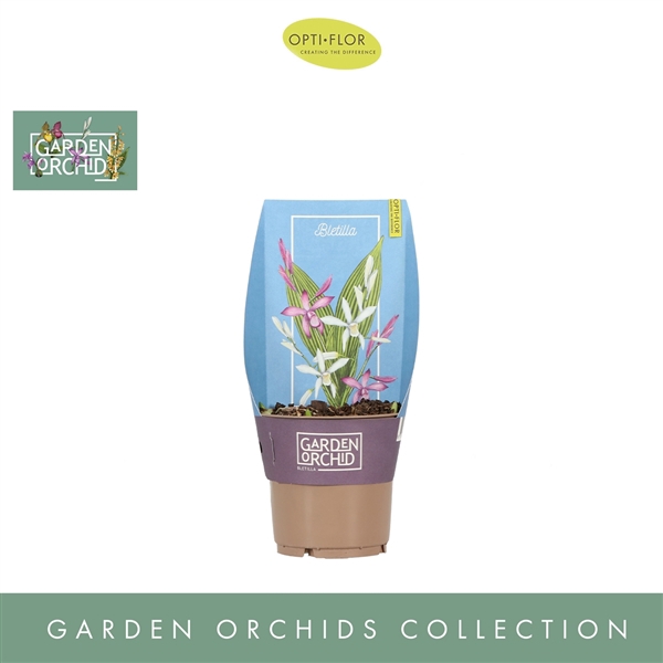 <h4>Garden Orchids Bletilla 3+ Mix</h4>