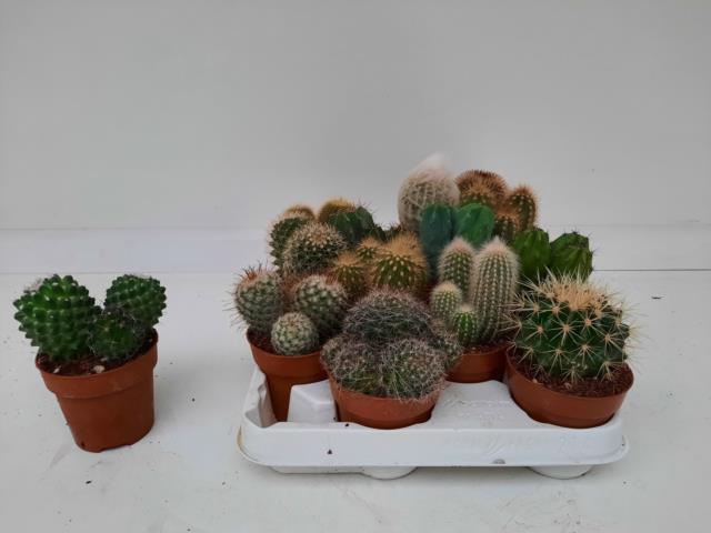 Cactus mix 8,5Ø 18cm