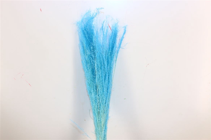 <h4>Dried Agrostis Light Blue Bunch</h4>