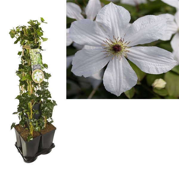 <h4>1 m. privacy mix Hedera + Clematis 'Forever Friends' PBR +label</h4>