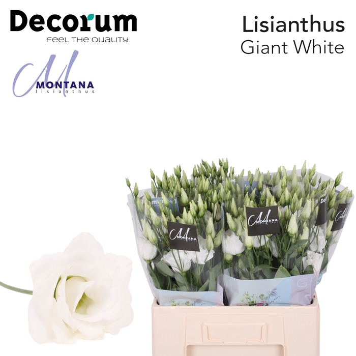 <h4>Lisianthus Giant white 60cm</h4>