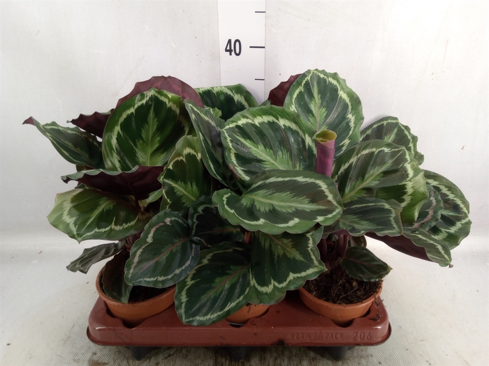 <h4>Calathea  'Marion'</h4>