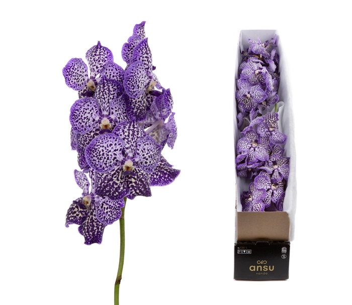 <h4>Vanda sunanda royal purple per stem</h4>